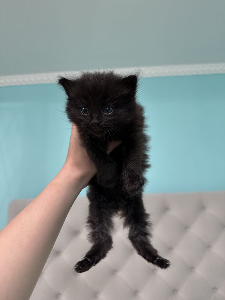 котики шукають люблячі родини