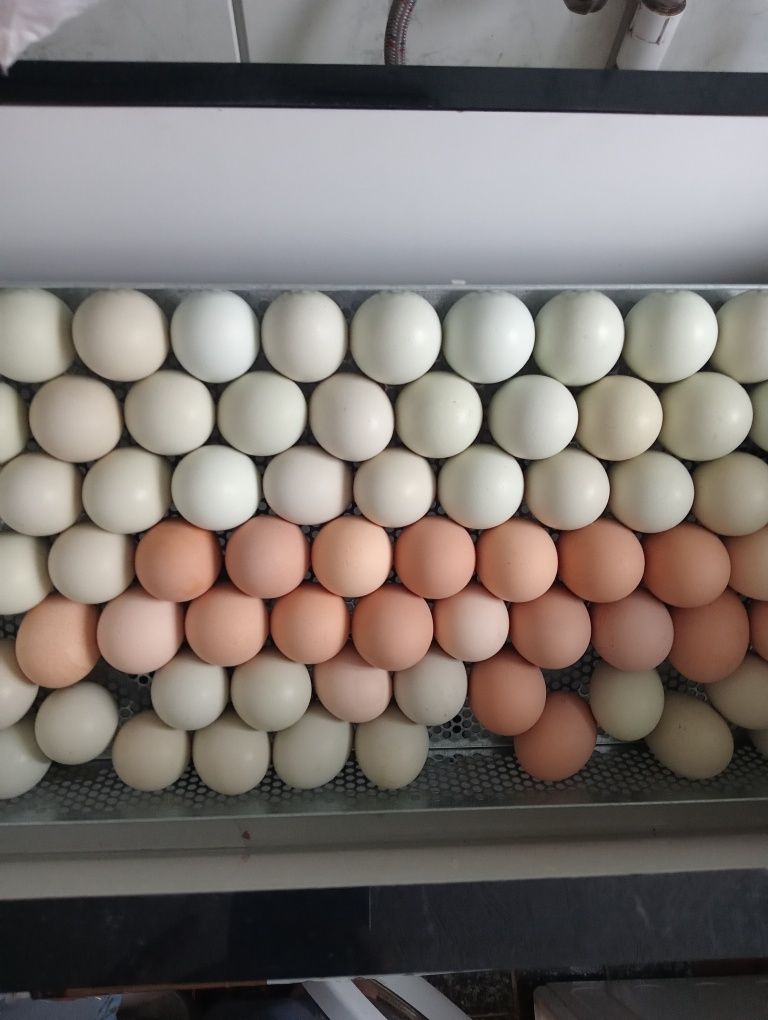 Пропоную інкубаційні яйця