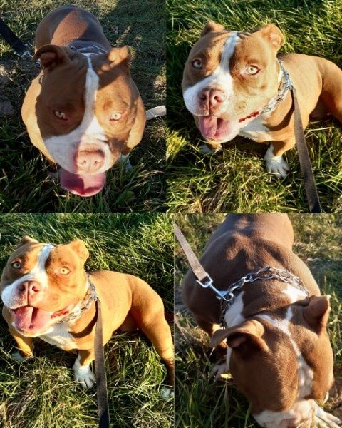 American Bully ABKC suczka