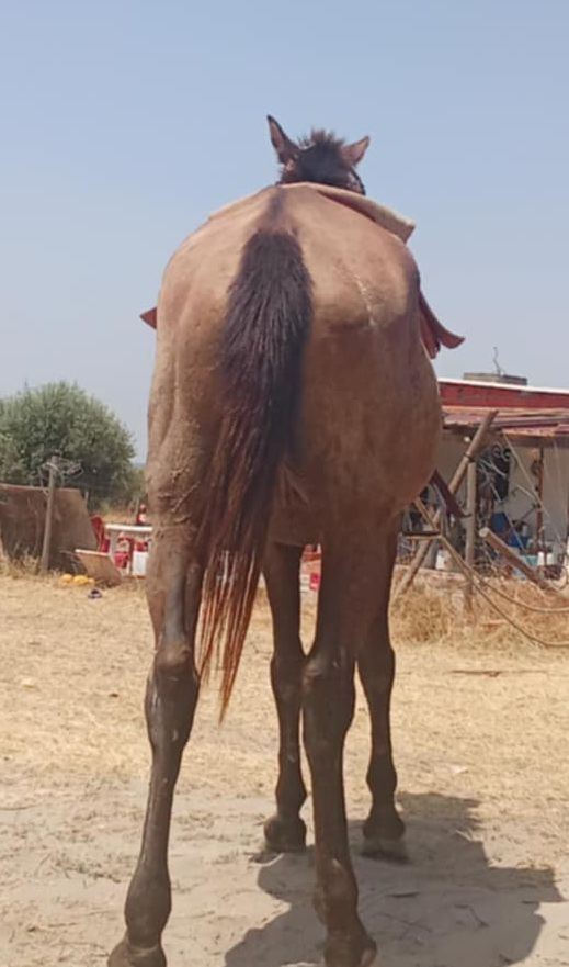 Vendo égua lusitana pura
