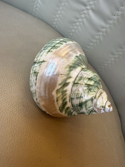 Ракушка мушля 14 см