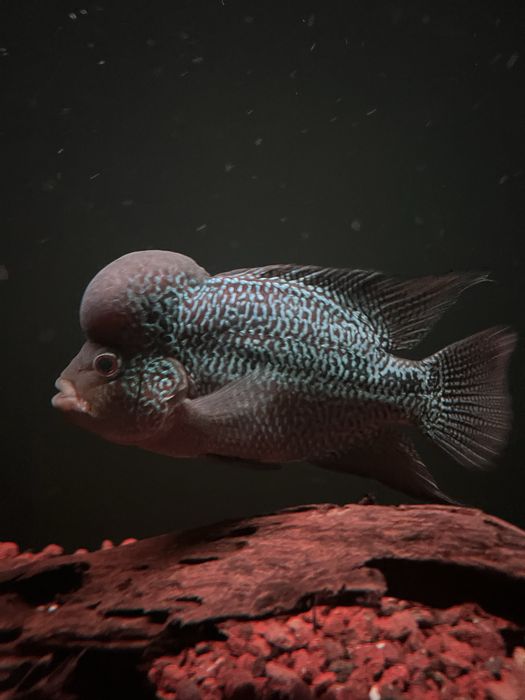FLOWERHORN KAMFA HIGH