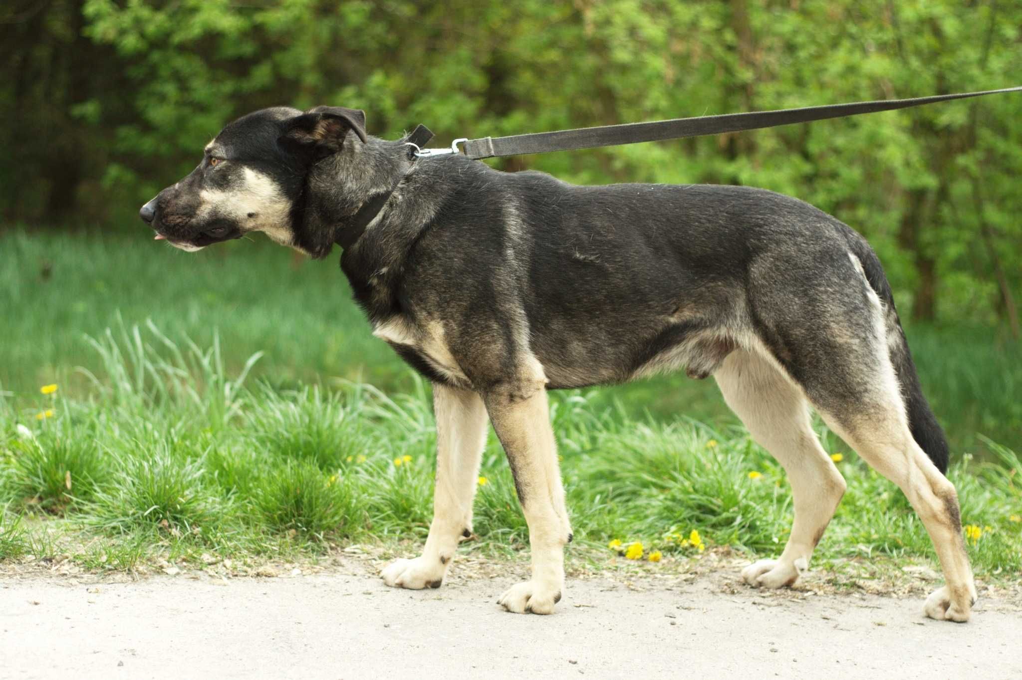 WERAS - piękny aktywny duży psiak dla aktywnego Opiekuna