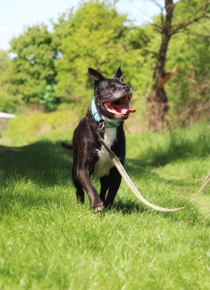 Szejk starszy amstaff