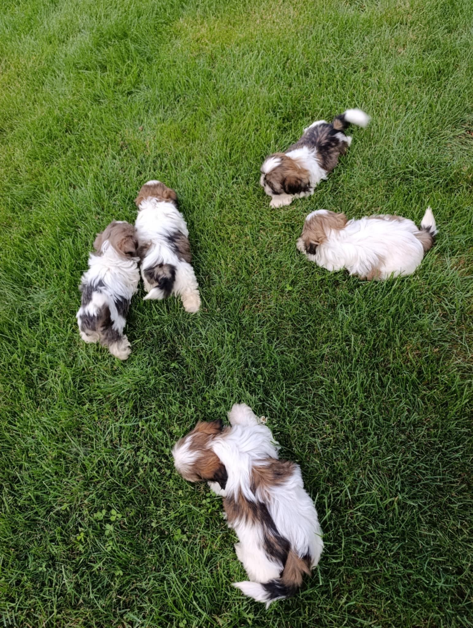 Szczeniak Shih Tzu - Dziewczynka