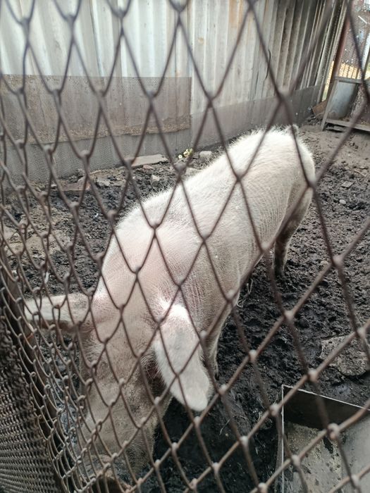 Продам хряка не дорого.