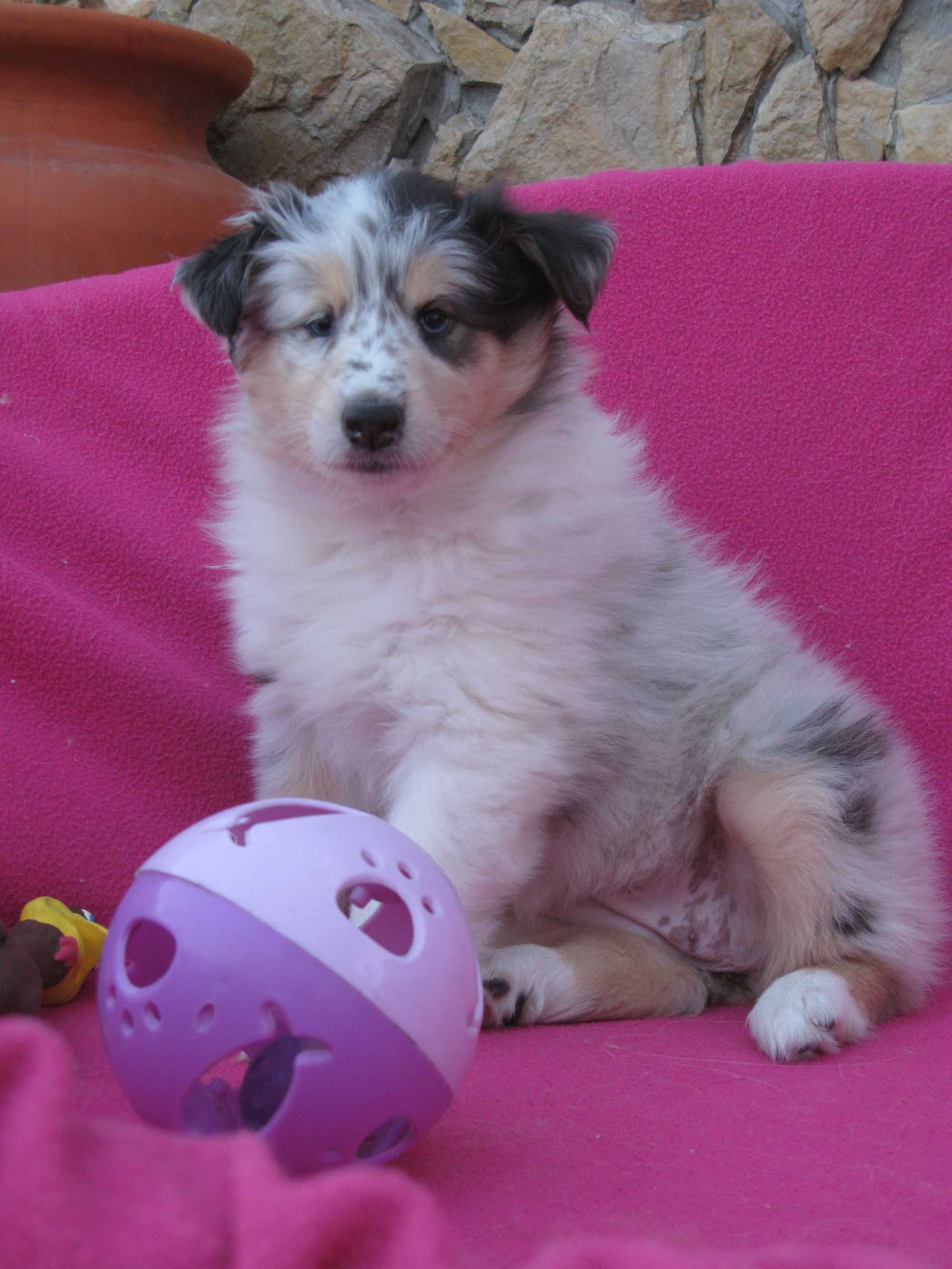 Rough Collie Lassie-para entrega imediata