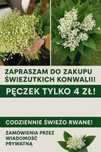 Konwalie majowe pieknie pachnace