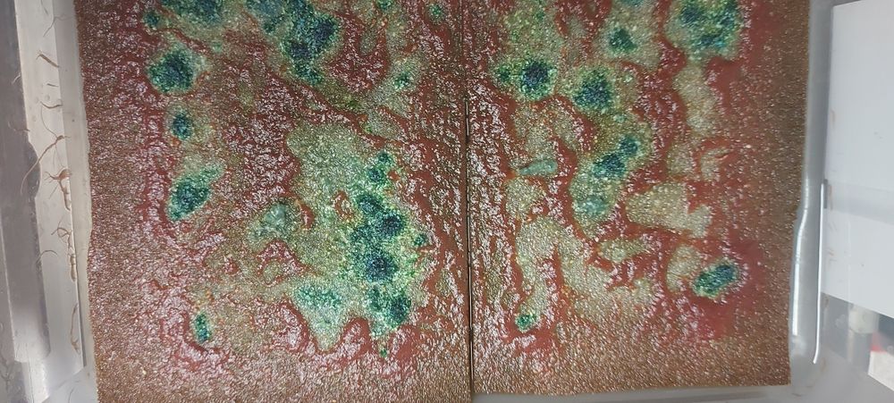 Auloforus hodowla, pojemnik zamykany  zestaw