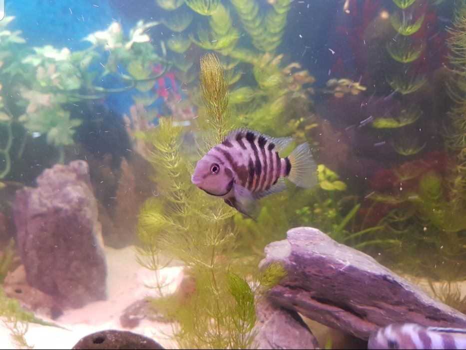 Pielęgnica zebra samce i samice