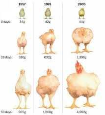 яйце бройлера опт та роздріб