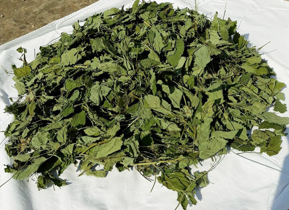 Меліса лист, лимонна