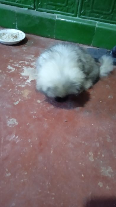 Домашні пекінес.