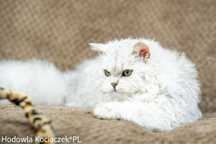 Dwuletnia srebrzysta koteczka selkirk rex