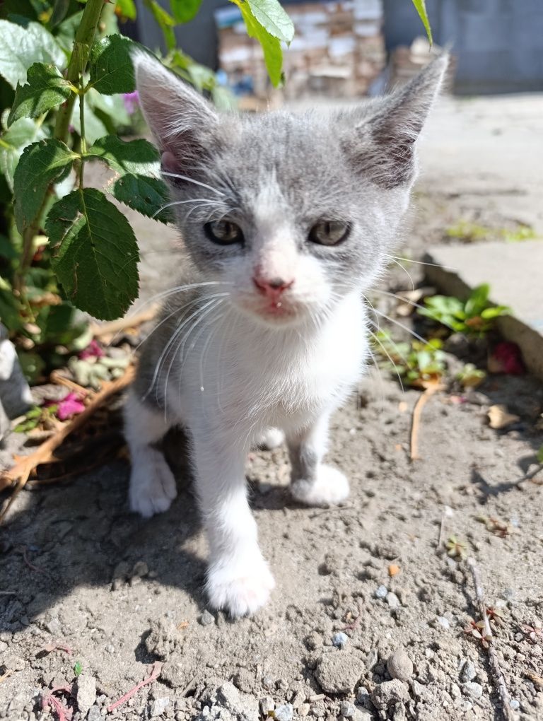 Кошенята  віддам безкоштовно