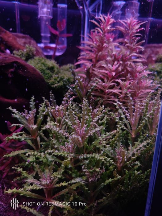 Akwarium Oświetlenie LED Projekt+Materiały