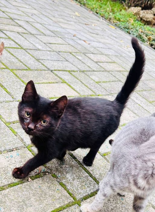 Котята, 3 місяці,корабельний рн