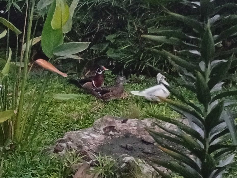 Vários patos para troca