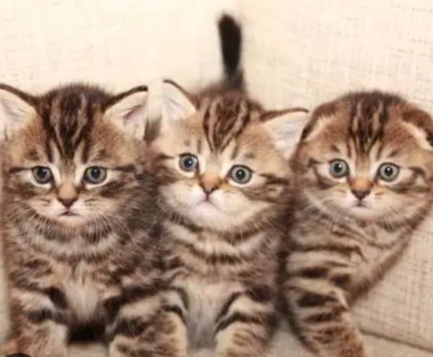 Продам шикарного котенка