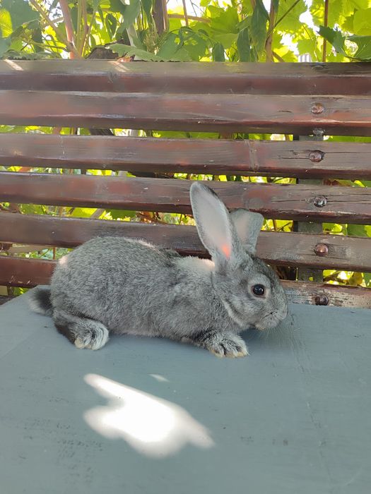 Кролики Гросс шиншила