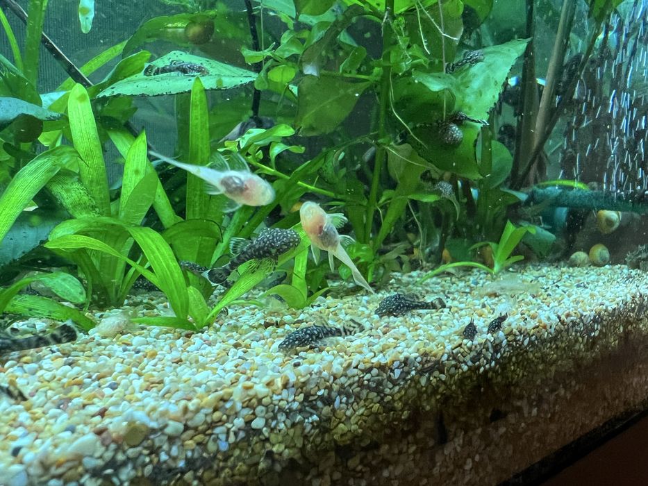 Акваріум, Fluval, 204, рибки