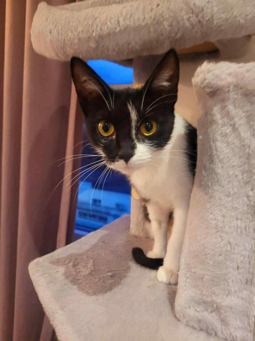 Trufelka szuka kochającego domu