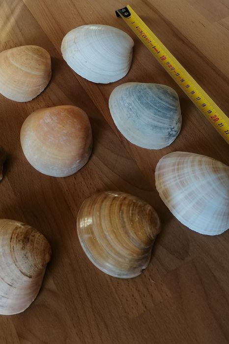 Conjunto 9 conchas do mar