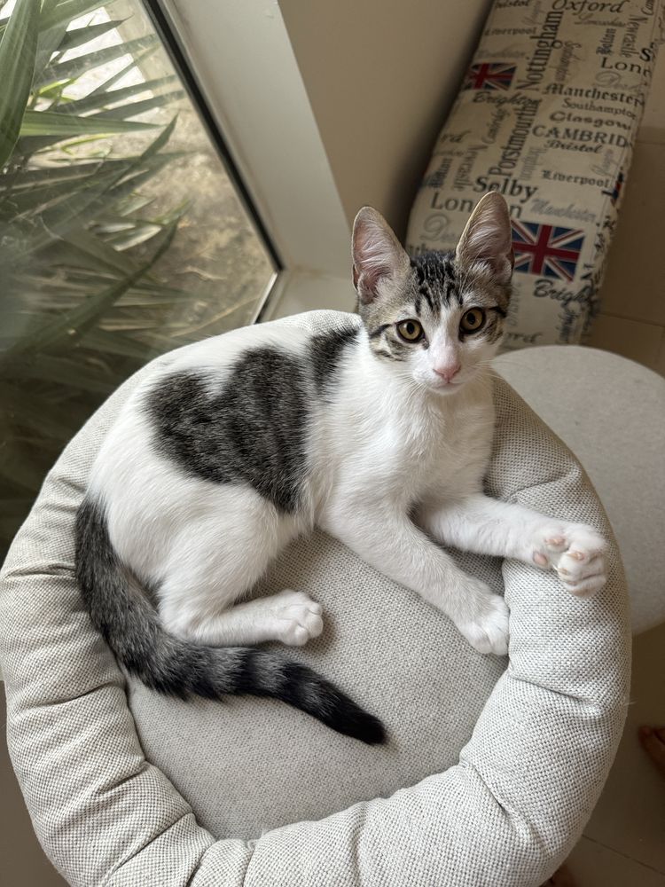 Gatinho para adoção