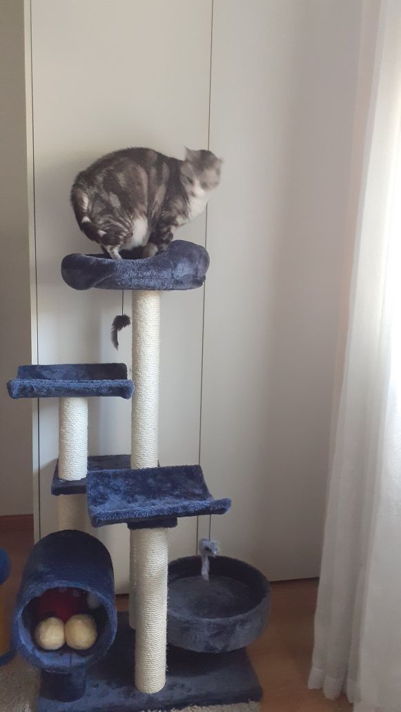 Arranhador para gatos