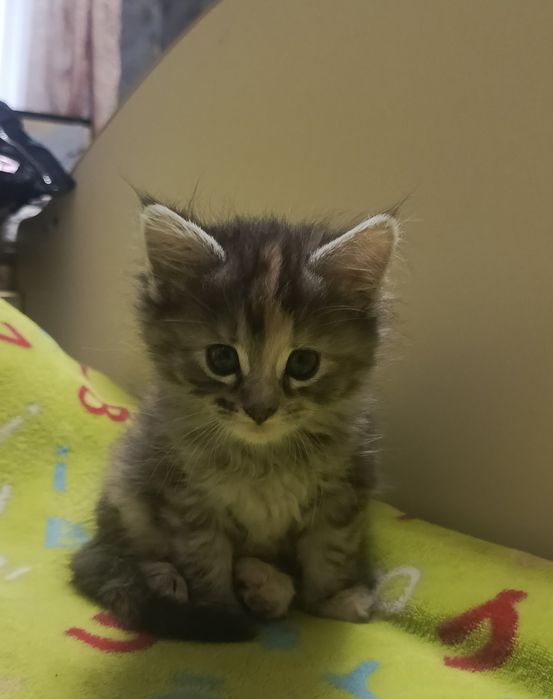 Віддам кішечку в добрі руки