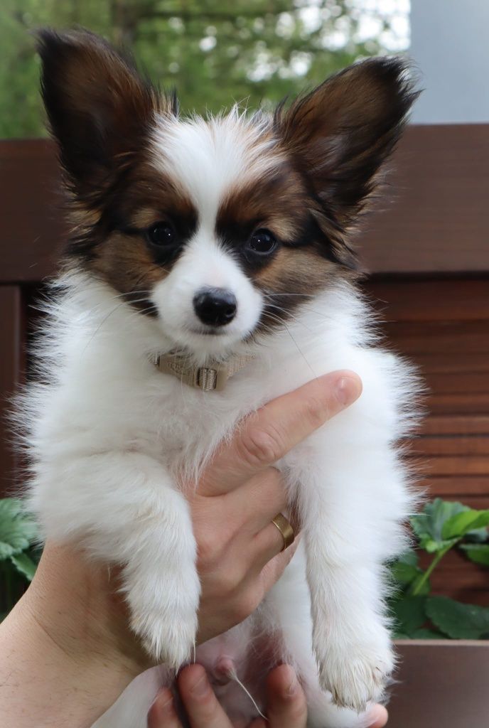 Papillon ZKWP/FCI - Pies- urodzony 13.03.2025r.- zarezerwowany