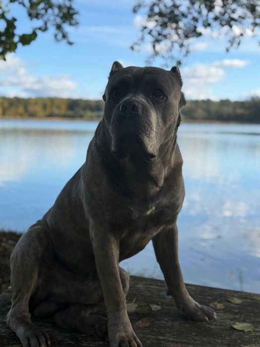 Самец породы Канекорсо