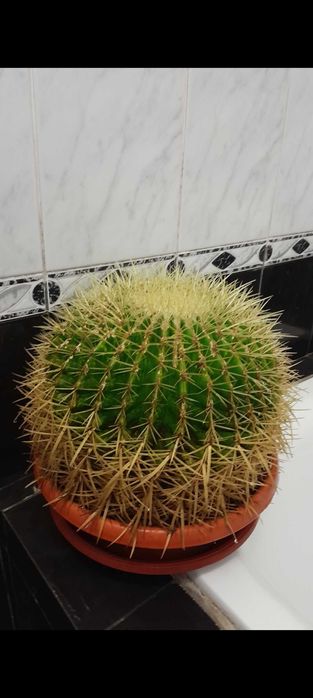 Кактус ехінокактус грузоні