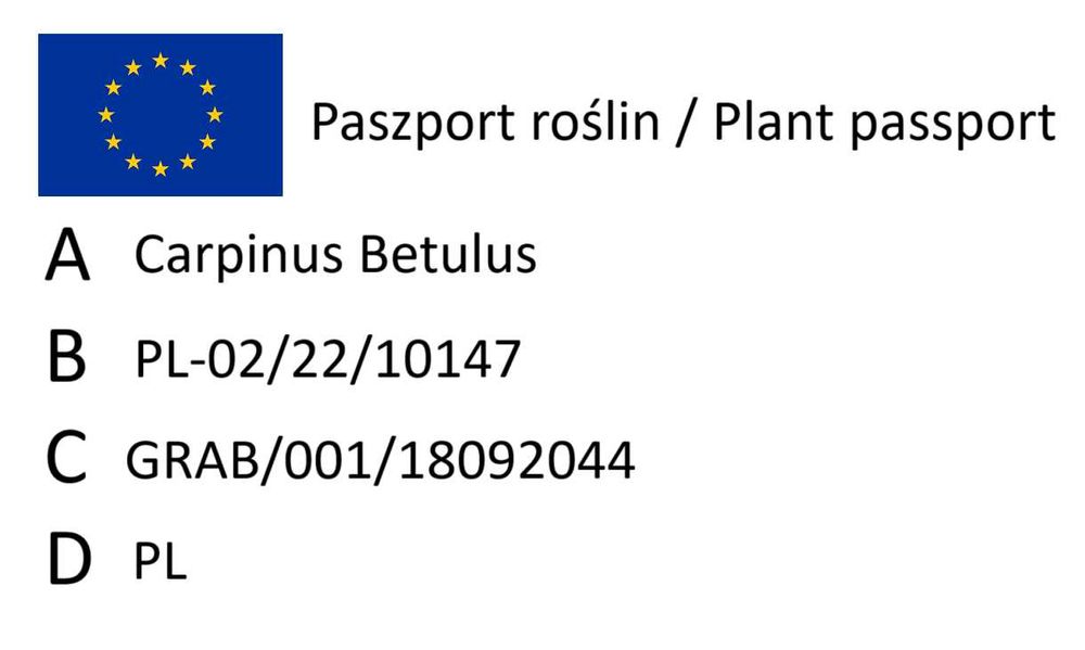 Grab pospolity 50 cm sadzonki 100 sztuk na żywopłot odporny po 70 gr