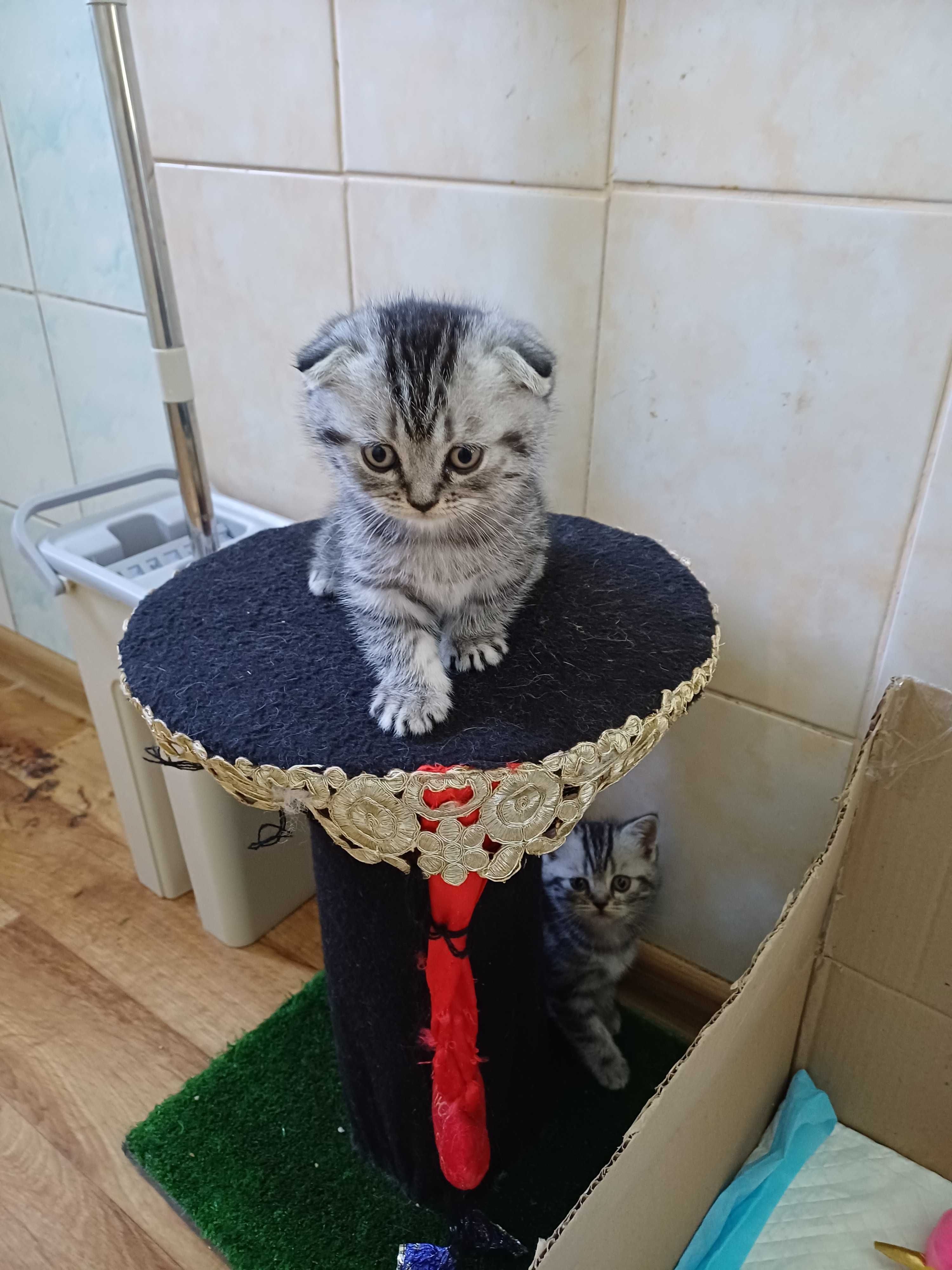 Шотландські висловухі кошенята