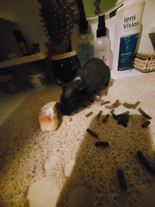 Swinki morskie  hodowla