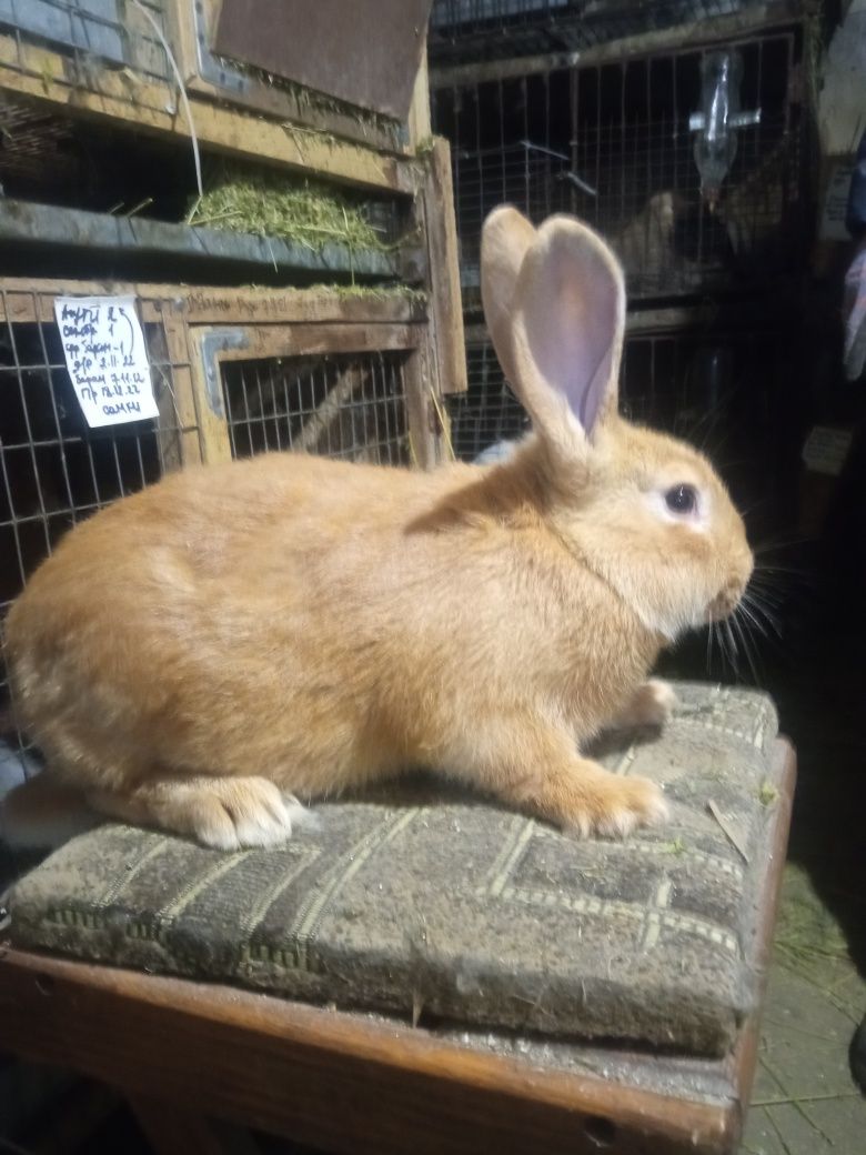 Продам кроликов породы бургунцы