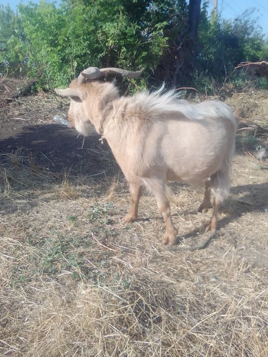 Продам козла..срочно..