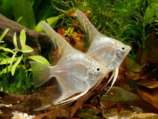 GB Żaglowiec Skalar Platynowy (Pterophyllum scalare) - dowóz ryb!