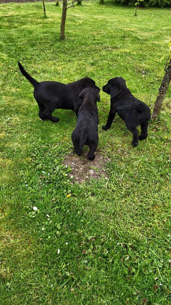 Szczeniaki Labrador Retriever