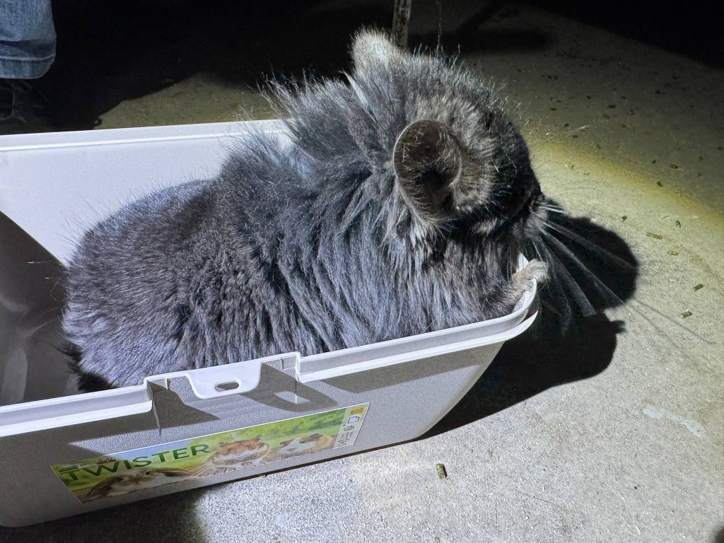 Szynszyl chinchilla Angora  czarny samiec black