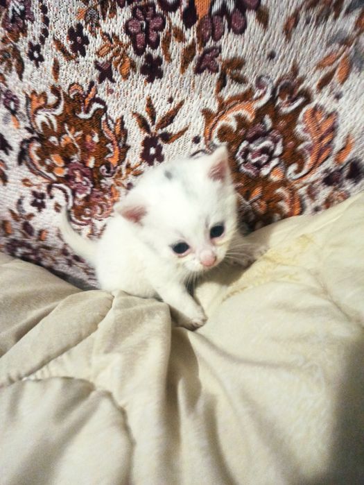 Кошенята, дівчатка