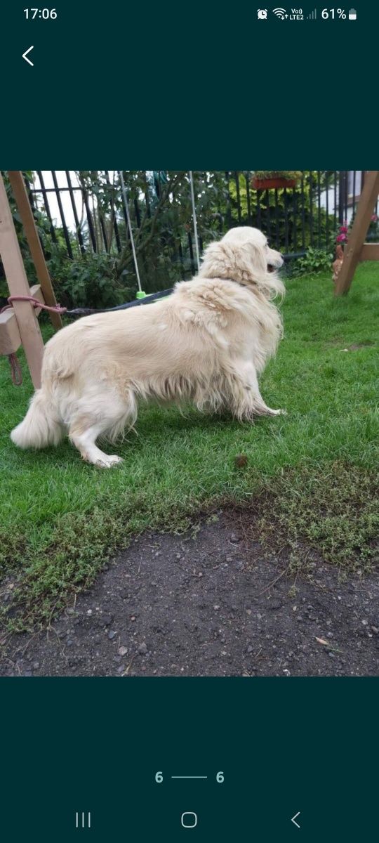 Golden Retriever piesek gotowy na nowy dom