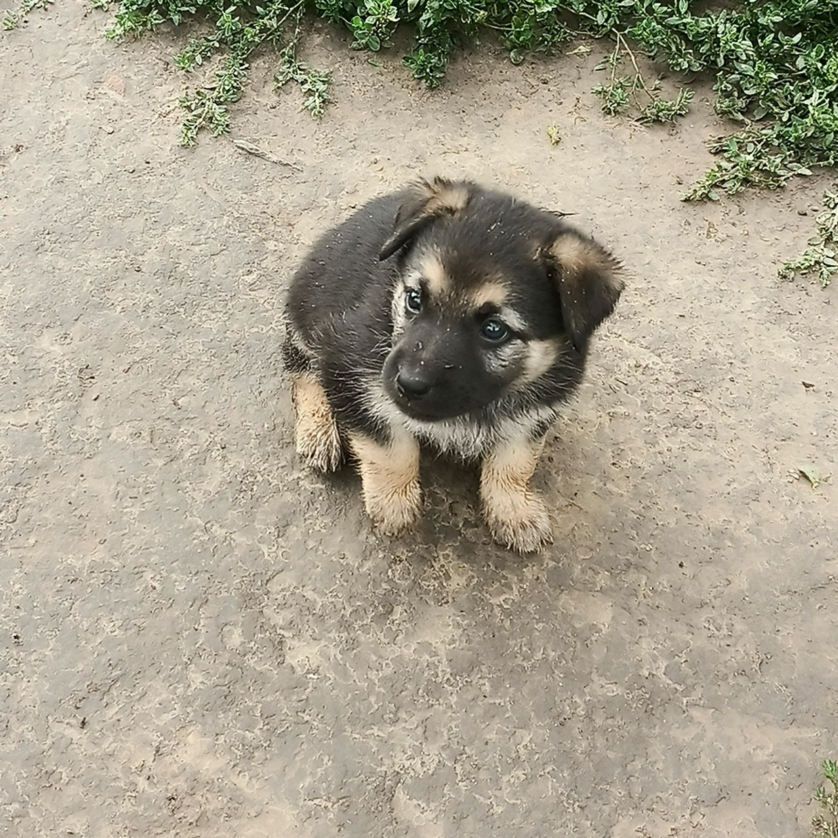 Цуценята(щенки) німецької вівчарки.