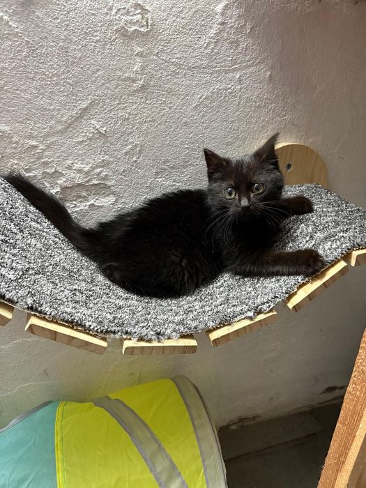 Wesoły koci maluch Leo szuka domu