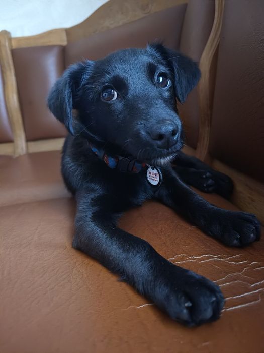 Собака (цуценя) у добрі руки з гарним серцем