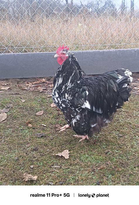 Kury koguty orpington