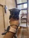 милий британський котик
