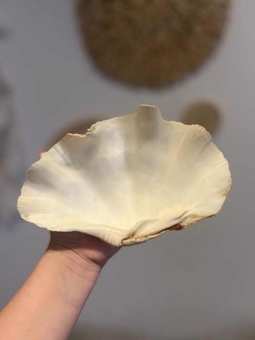 Muszla morska ozdoba n 6