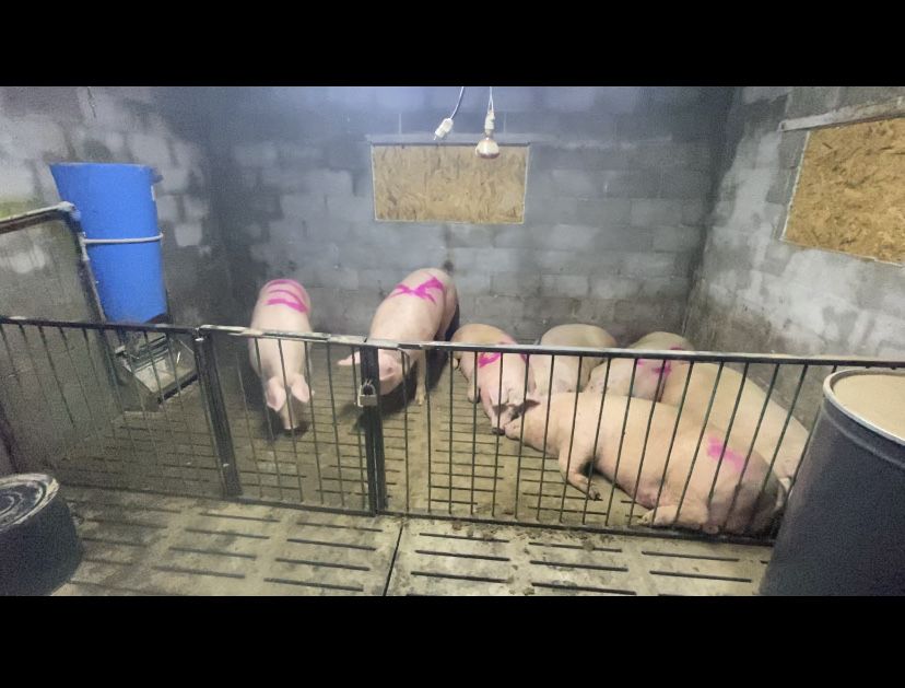 Свинина туша домашняя